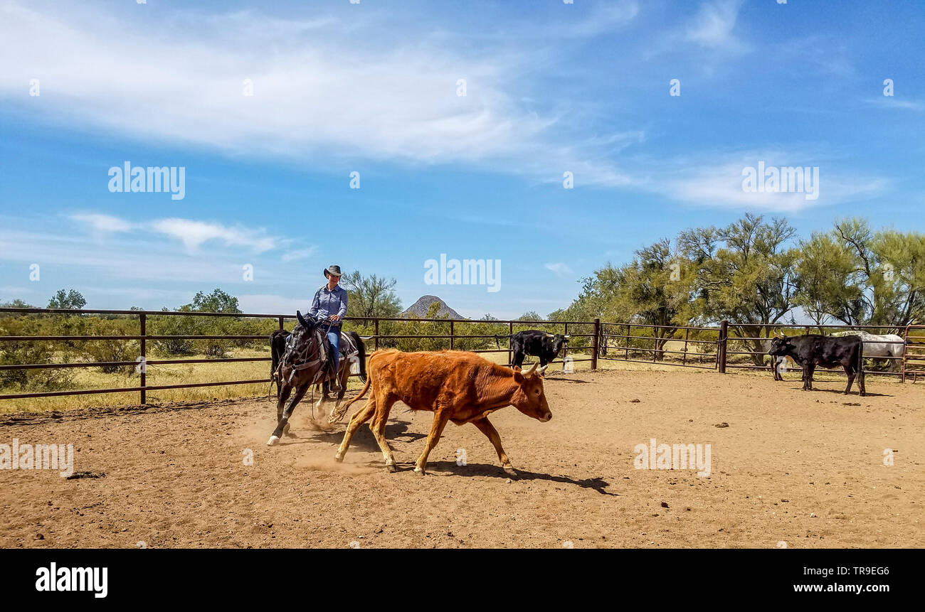 Ordinamento del bestiame a White Stallion Ranch, un dude ranch appena fuori Tucson, AZ. Un team di due piloti tenta, un pilota in un momento, per pilotare un manzo da o Foto Stock