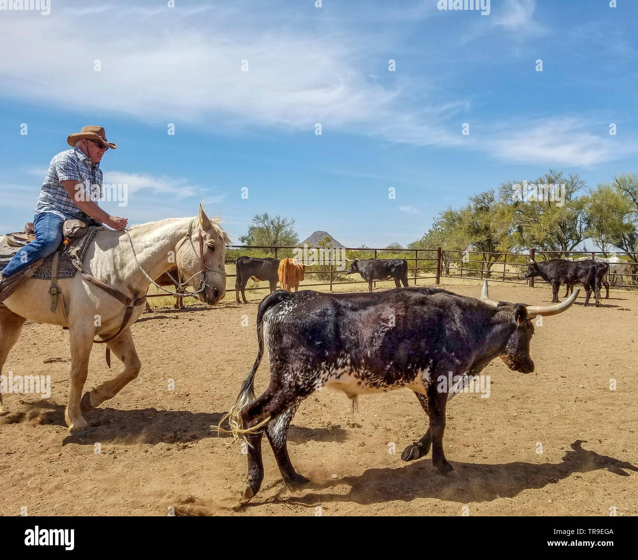 Ordinamento del bestiame a White Stallion Ranch, un dude ranch appena fuori Tucson, AZ. Un team di due piloti tenta, un pilota in un momento, per pilotare un manzo da o Foto Stock