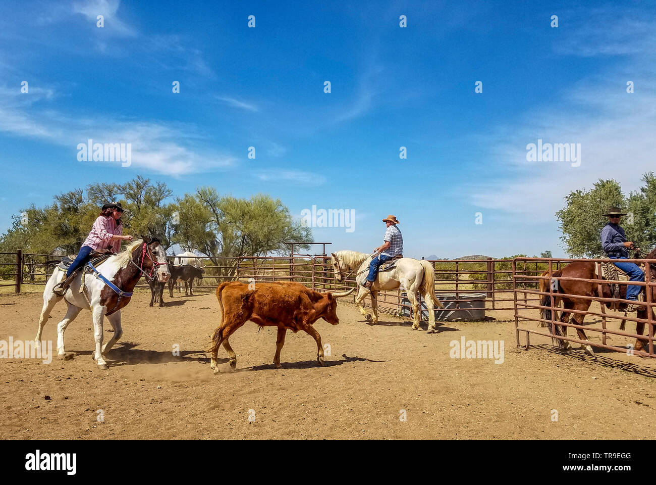 Ordinamento del bestiame a White Stallion Ranch, un dude ranch appena fuori Tucson, AZ. Un team di due piloti tenta, un pilota in un momento, per pilotare un manzo da o Foto Stock