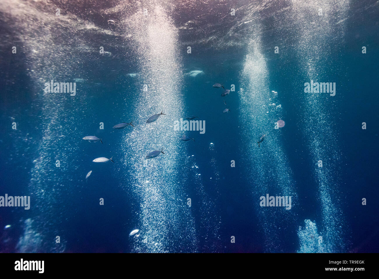 Pesce subacquea, il Belize Barrier Reef, Belize Foto Stock