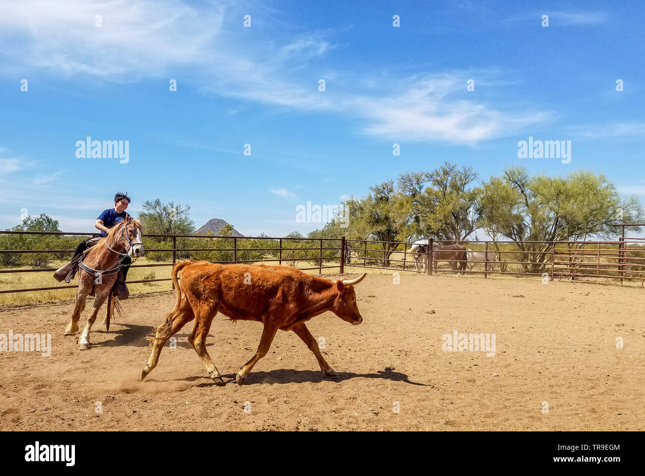 Ordinamento del bestiame a White Stallion Ranch, un dude ranch appena fuori Tucson, AZ. Un team di due piloti tenta, un pilota in un momento, per pilotare un manzo da o Foto Stock