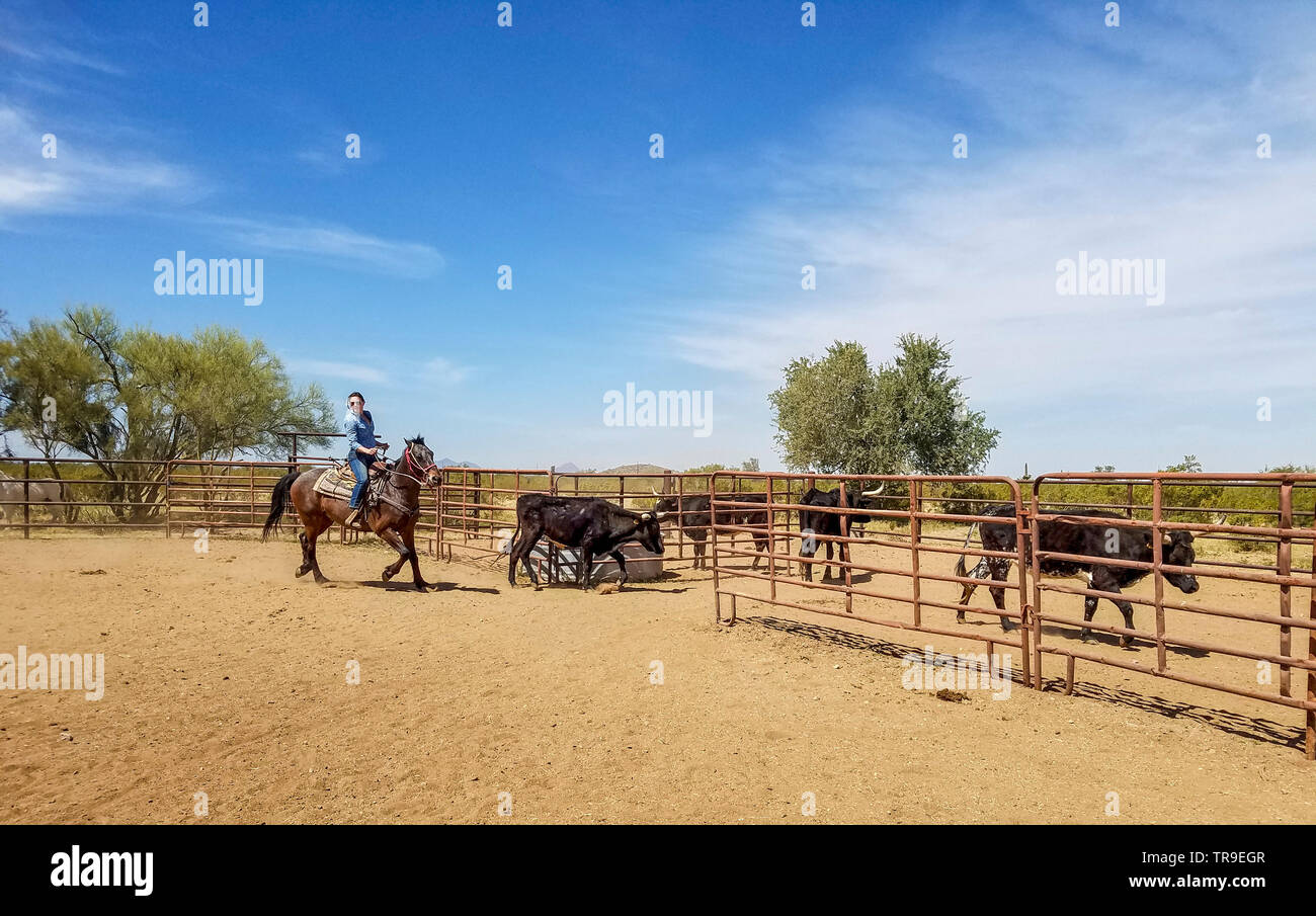 Ordinamento del bestiame a White Stallion Ranch, un dude ranch appena fuori Tucson, AZ. Un team di due piloti tenta, un pilota in un momento, per pilotare un manzo da o Foto Stock