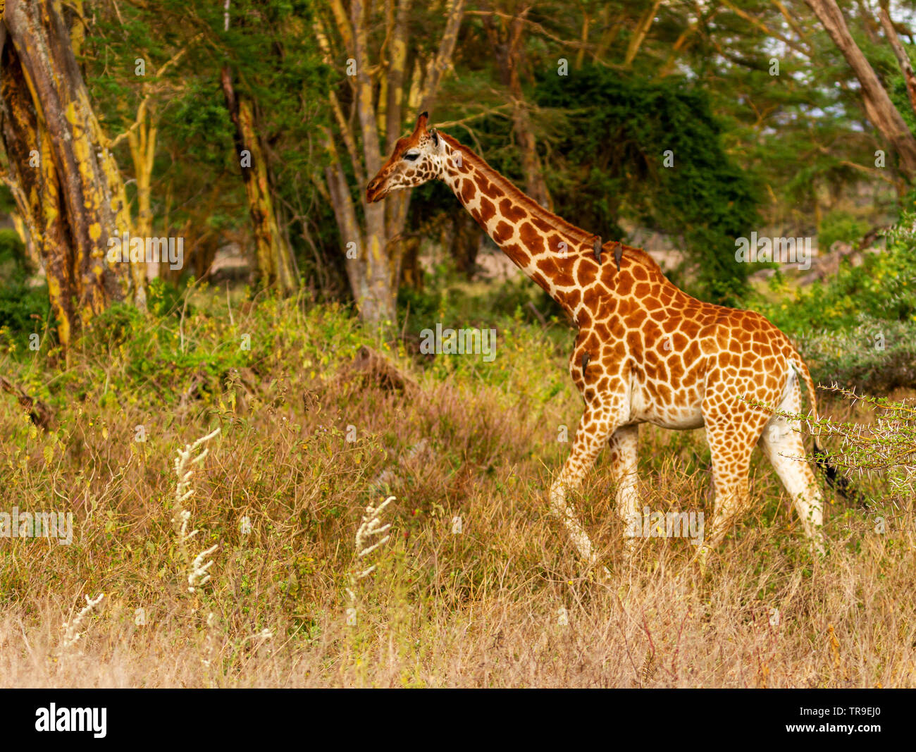 La Rothschild giraffe Giraffa camelopardalis rothschildi passeggiate attraverso boschi e Thorn trees Lake Nakuru National Park Kenya Africa orientale Foto Stock