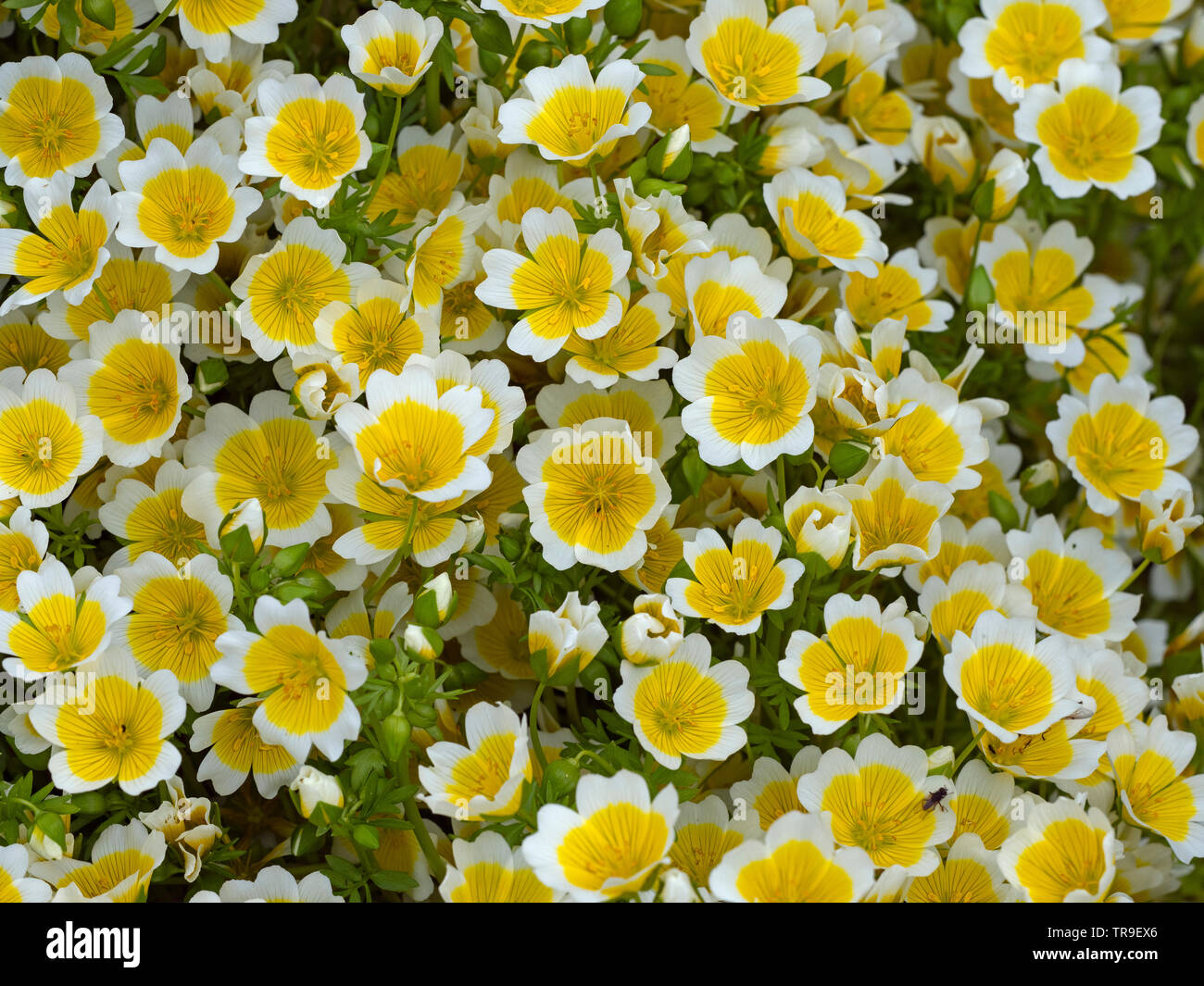Uovo affogato impianto Limnanthes douglasii Norfolk garden Foto Stock