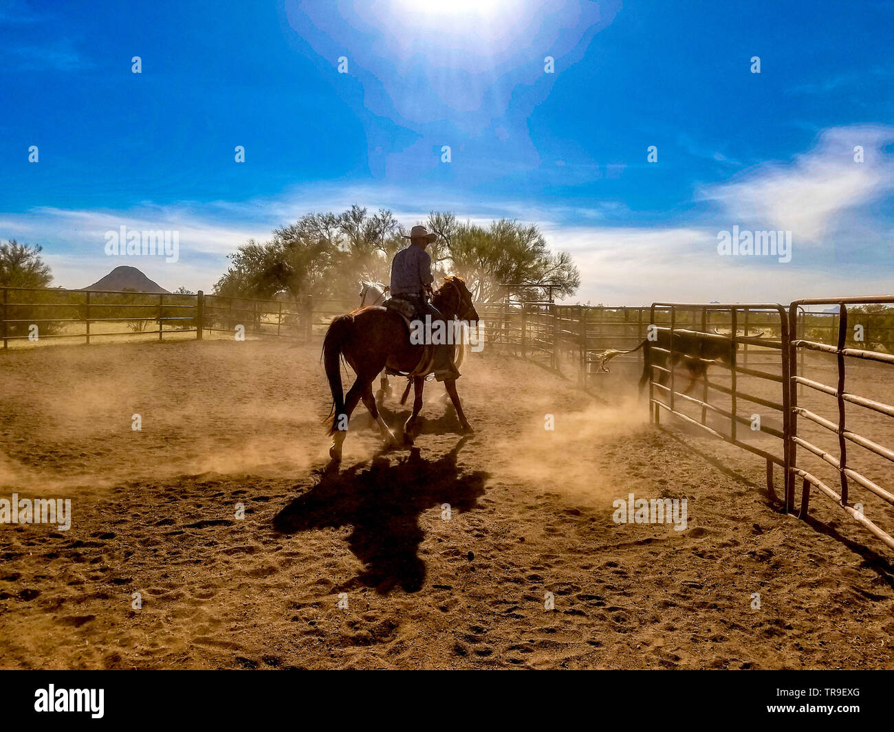 Ordinamento del bestiame a White Stallion Ranch, un dude ranch appena fuori Tucson, AZ. Un team di due piloti tenta, un pilota in un momento, per pilotare un manzo da o Foto Stock