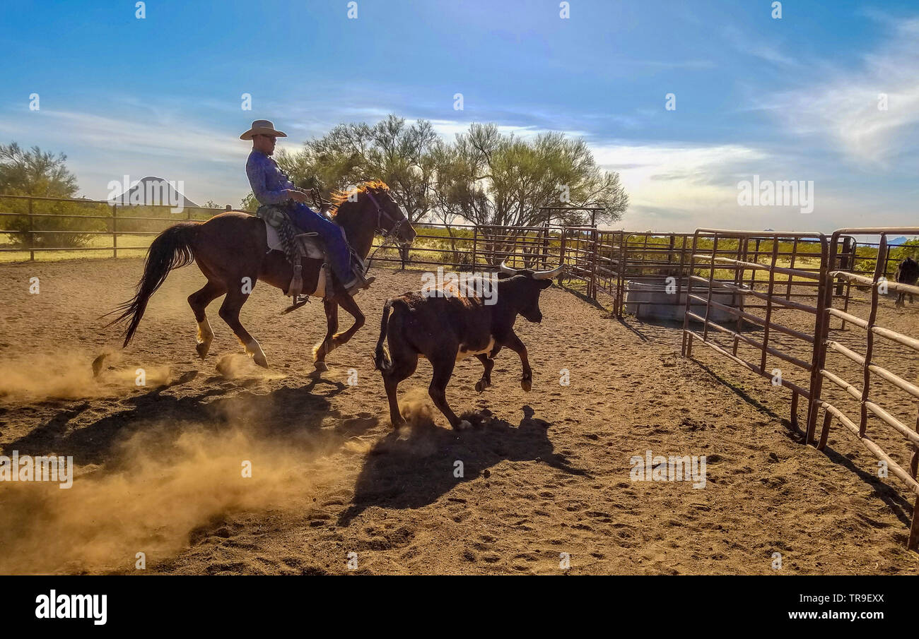 Ordinamento del bestiame a White Stallion Ranch, un dude ranch appena fuori Tucson, AZ. Un team di due piloti tenta, un pilota in un momento, per pilotare un manzo da o Foto Stock