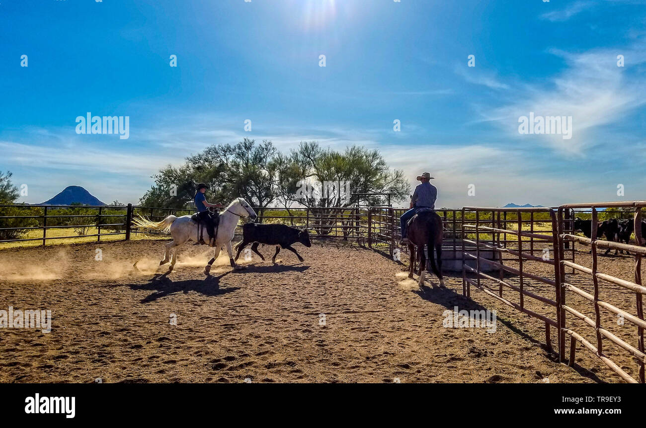 Ordinamento del bestiame a White Stallion Ranch, un dude ranch appena fuori Tucson, AZ. Un team di due piloti tenta, un pilota in un momento, per pilotare un manzo da o Foto Stock