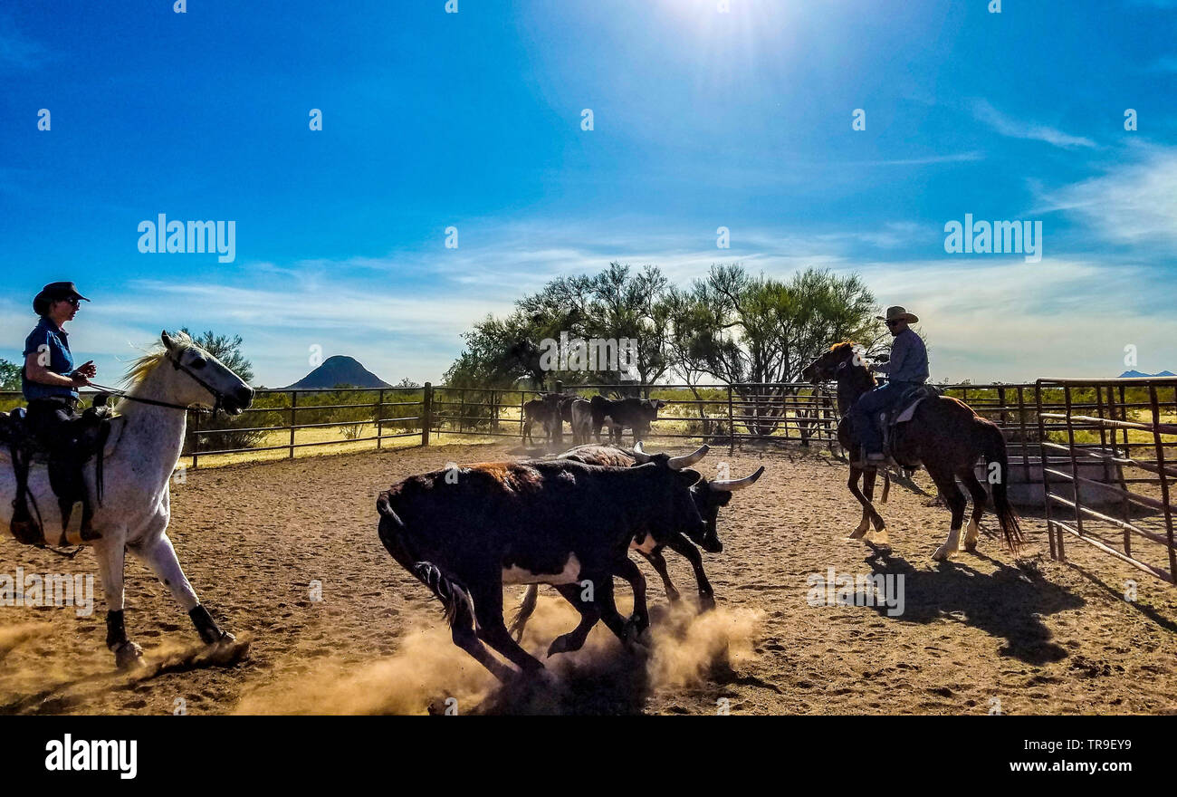 Ordinamento del bestiame a White Stallion Ranch, un dude ranch appena fuori Tucson, AZ. Un team di due piloti tenta, un pilota in un momento, per pilotare un manzo da o Foto Stock