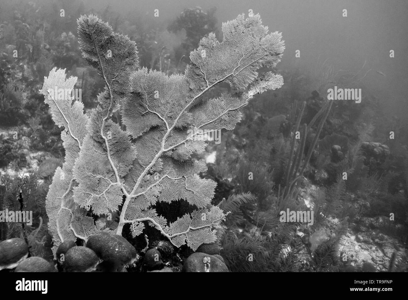 Coral reef subacquea, sito di immersione, parete est, Belize Foto Stock