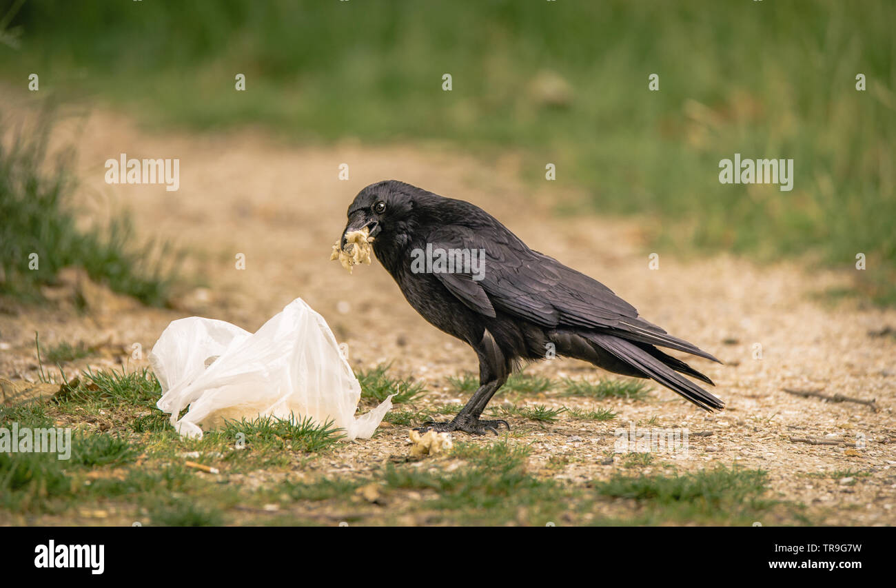 Raven scaravenges i rifiuti umani, una borsa di plastica bianca, in cerca di cibo Foto Stock