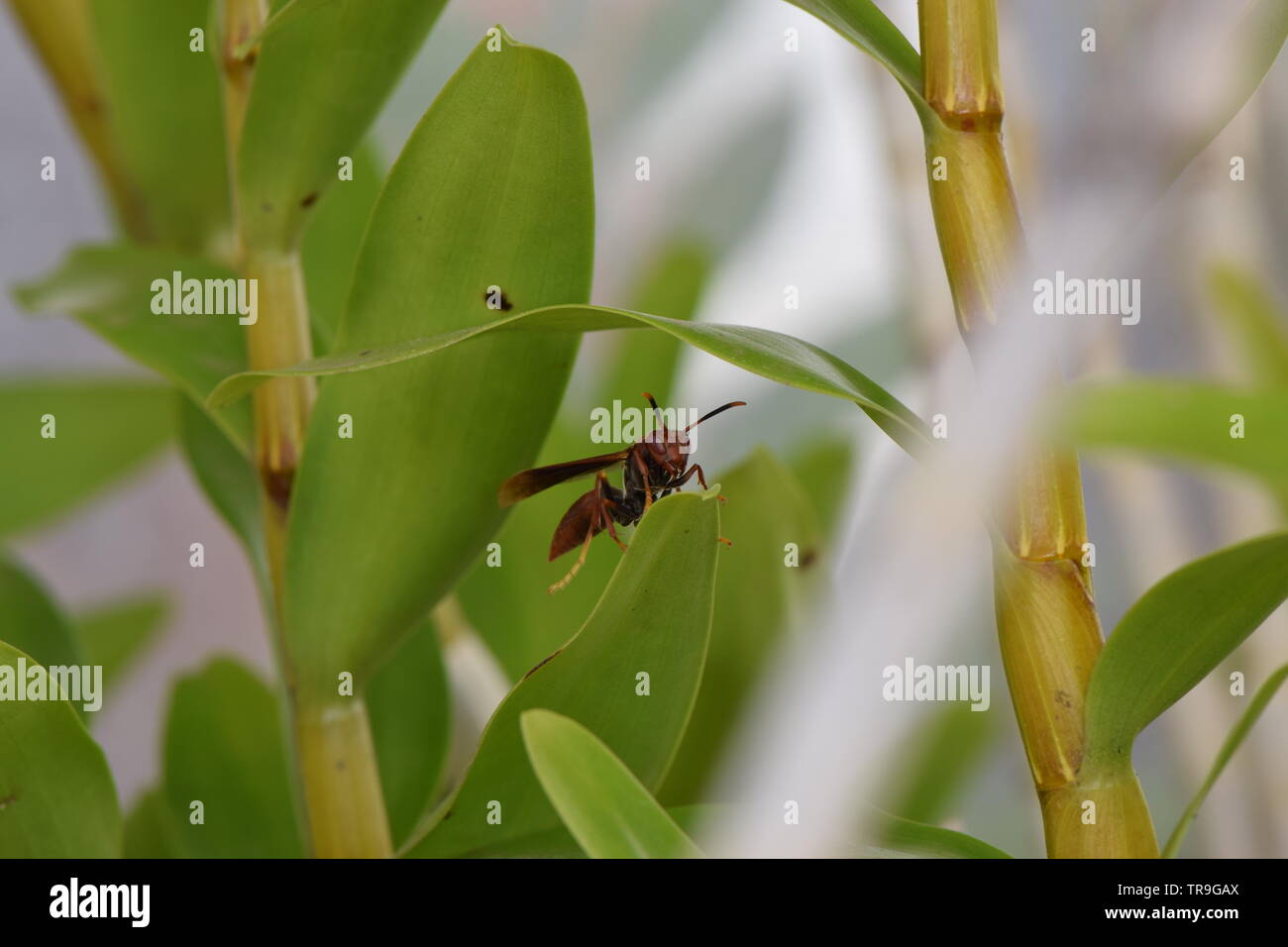 Macro di insetti Foto Stock