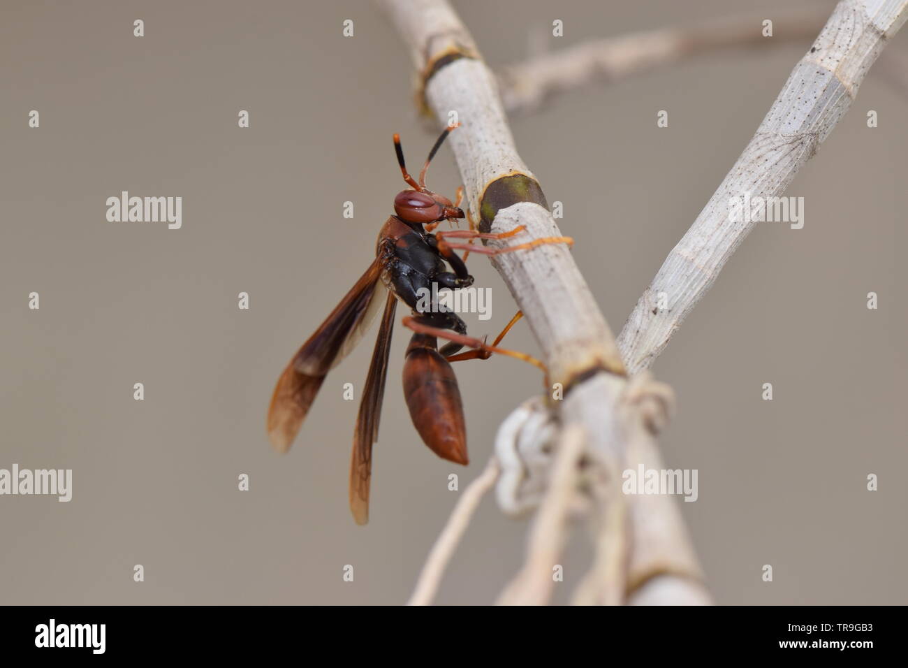 Macro di insetti Foto Stock