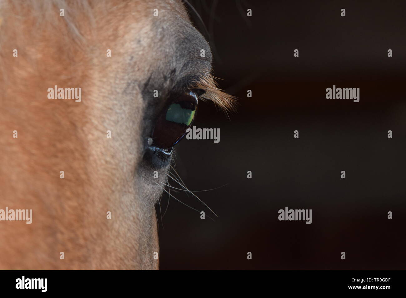 Occhio del cavallo Foto Stock