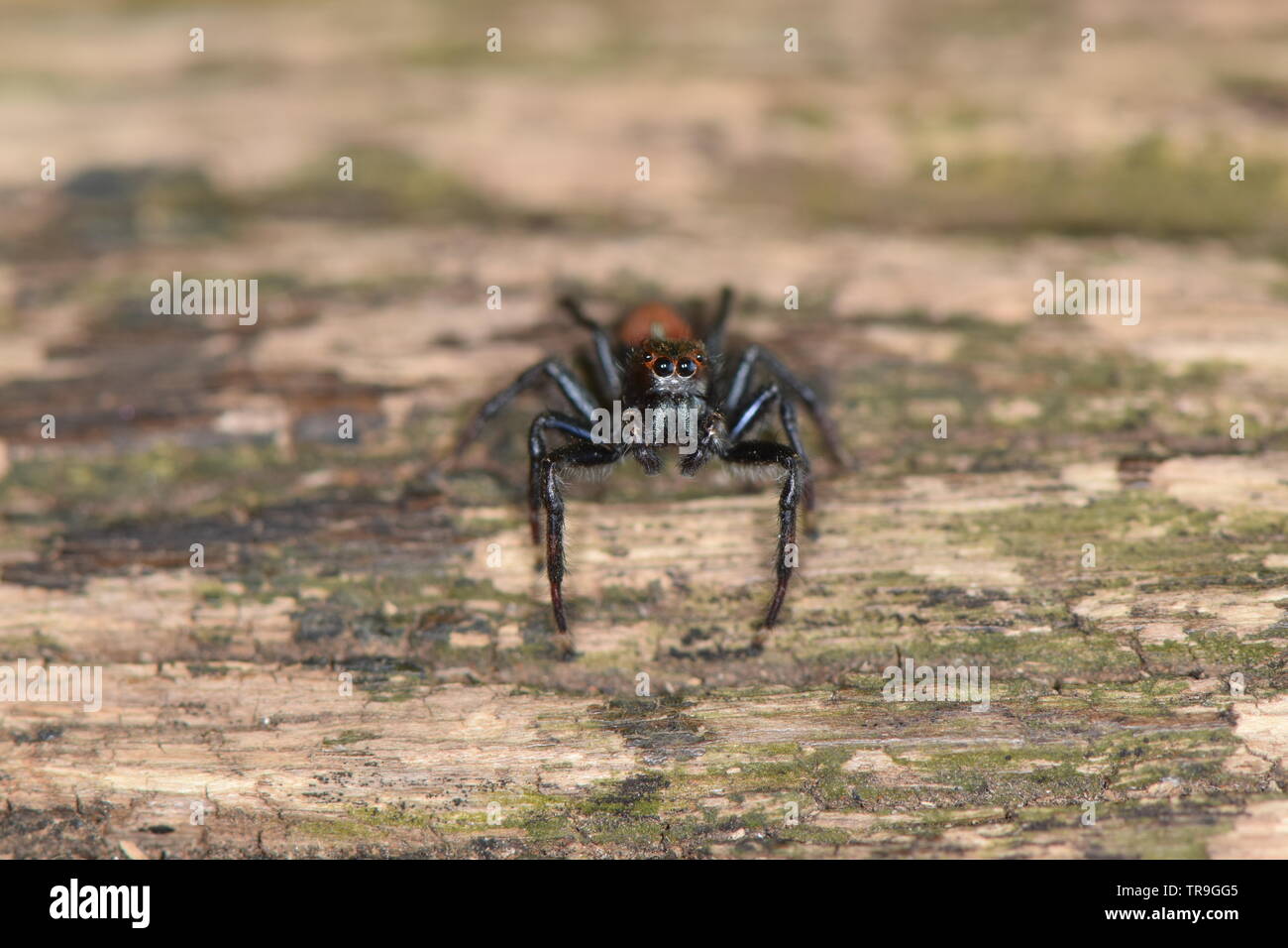 Little Spider Macro Foto Stock
