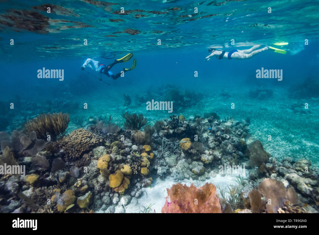 I turisti lo snorkeling, Turneffe Atoll, Belize Barrier Reef, Belize Foto Stock