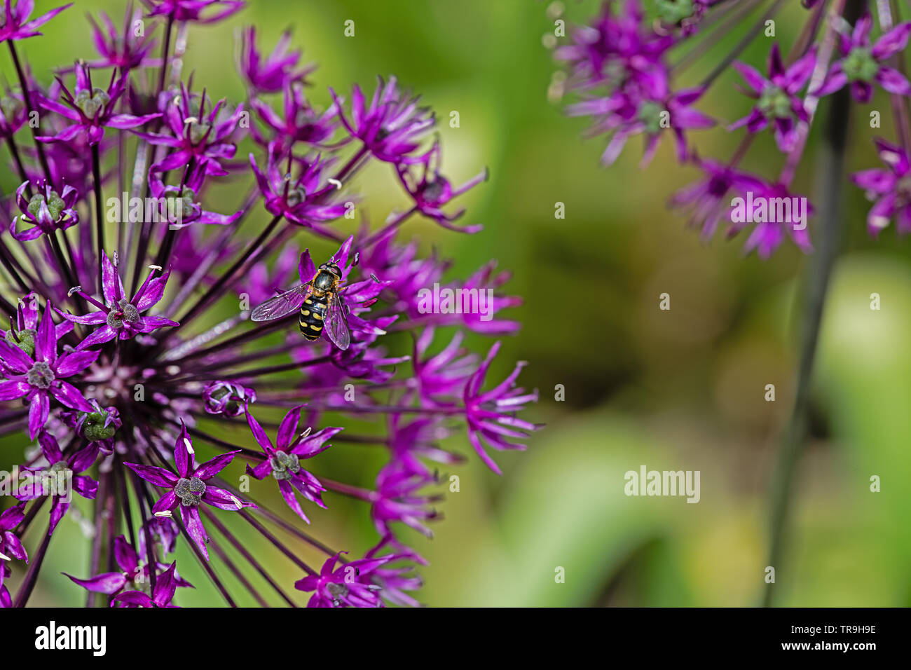 Lana europea carda bee si appollaia su un culivated allium fiore Foto Stock