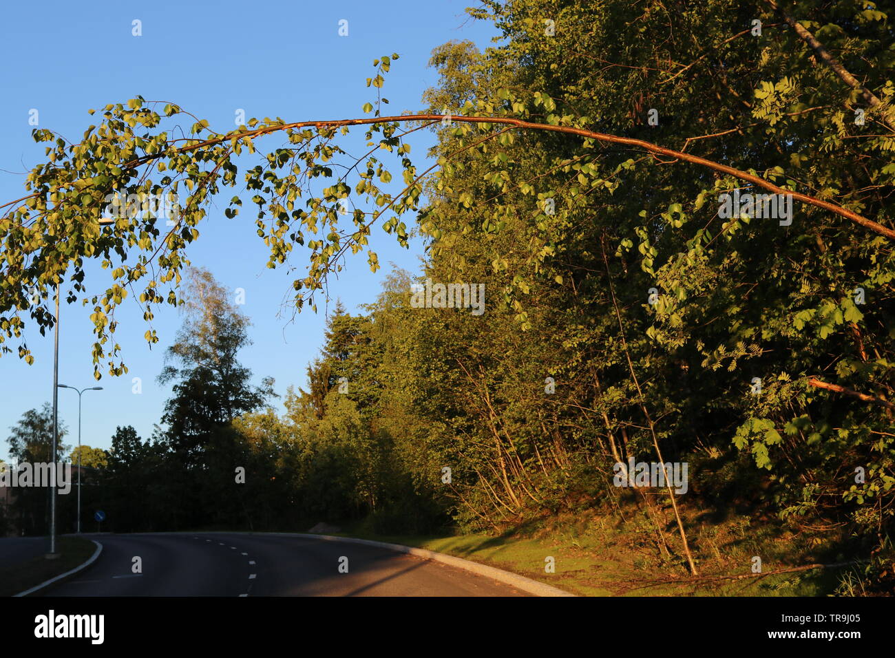 Una sottile tronco di albero si inclina verso il basso a formare un arco su una strada al tramonto. Foto Stock