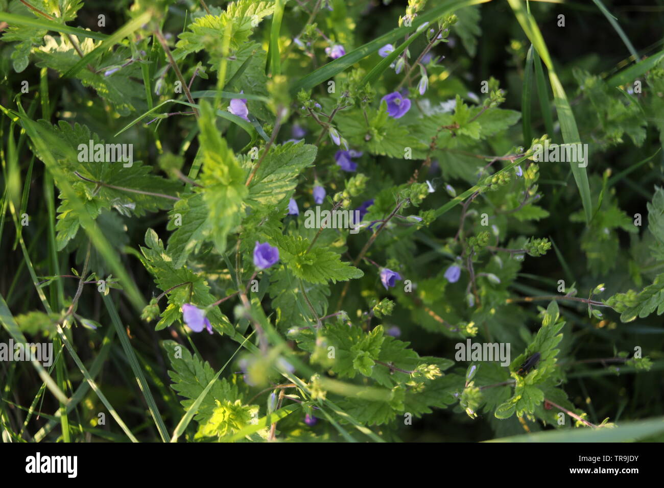 Un close-up di piccoli fiori blu e foglie di colore verde in presenza di luce solare. Foto Stock