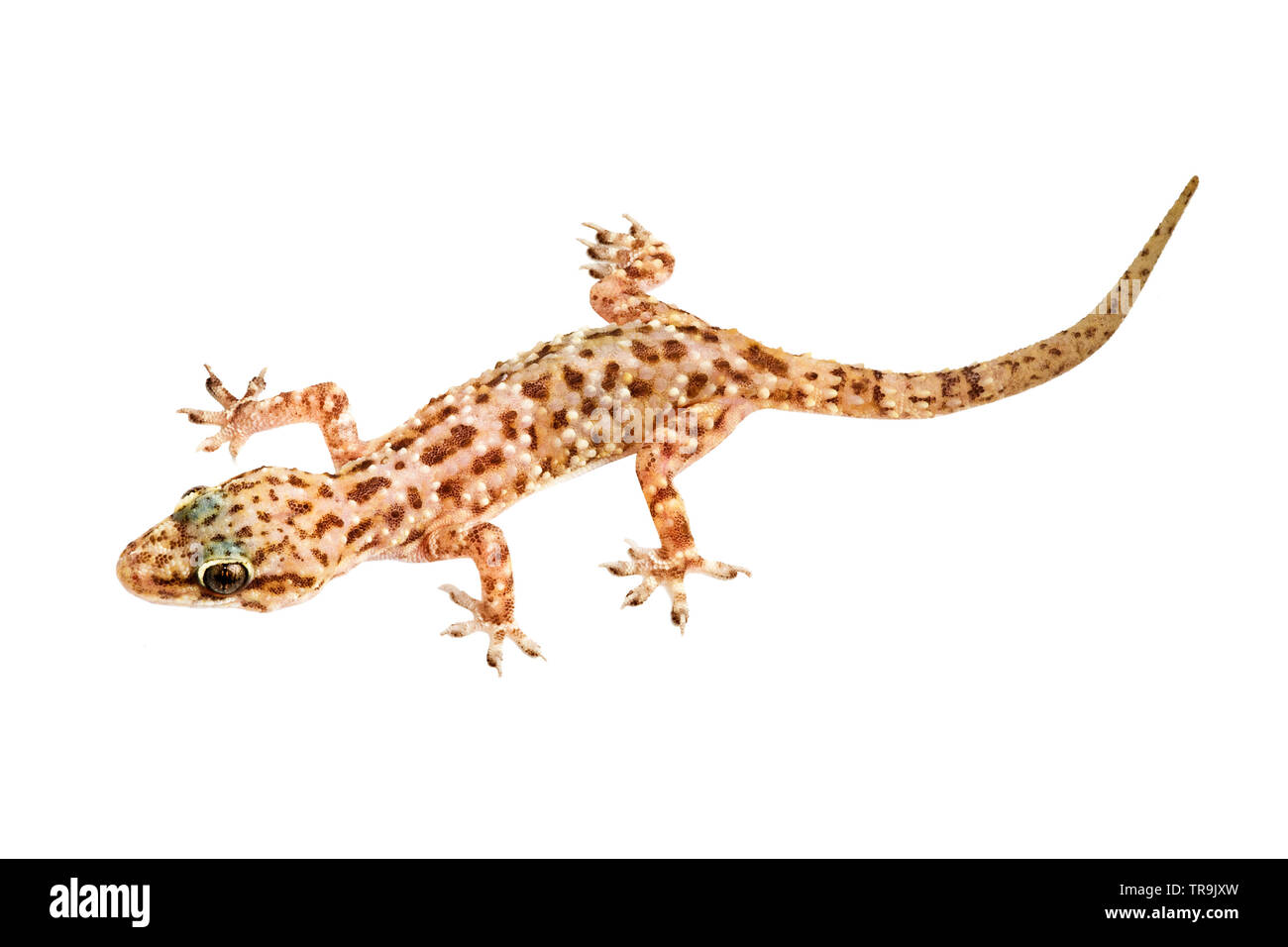 Mediterranean house gecko isolati su sfondo bianco Foto Stock