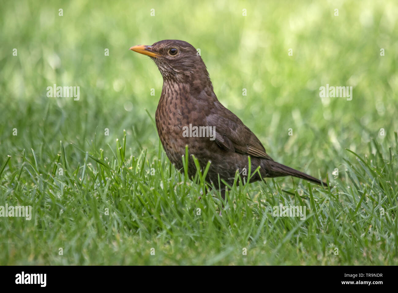 Femmina merlo comune "Turdus merula' su un giardino prato, England, Regno Unito Foto Stock