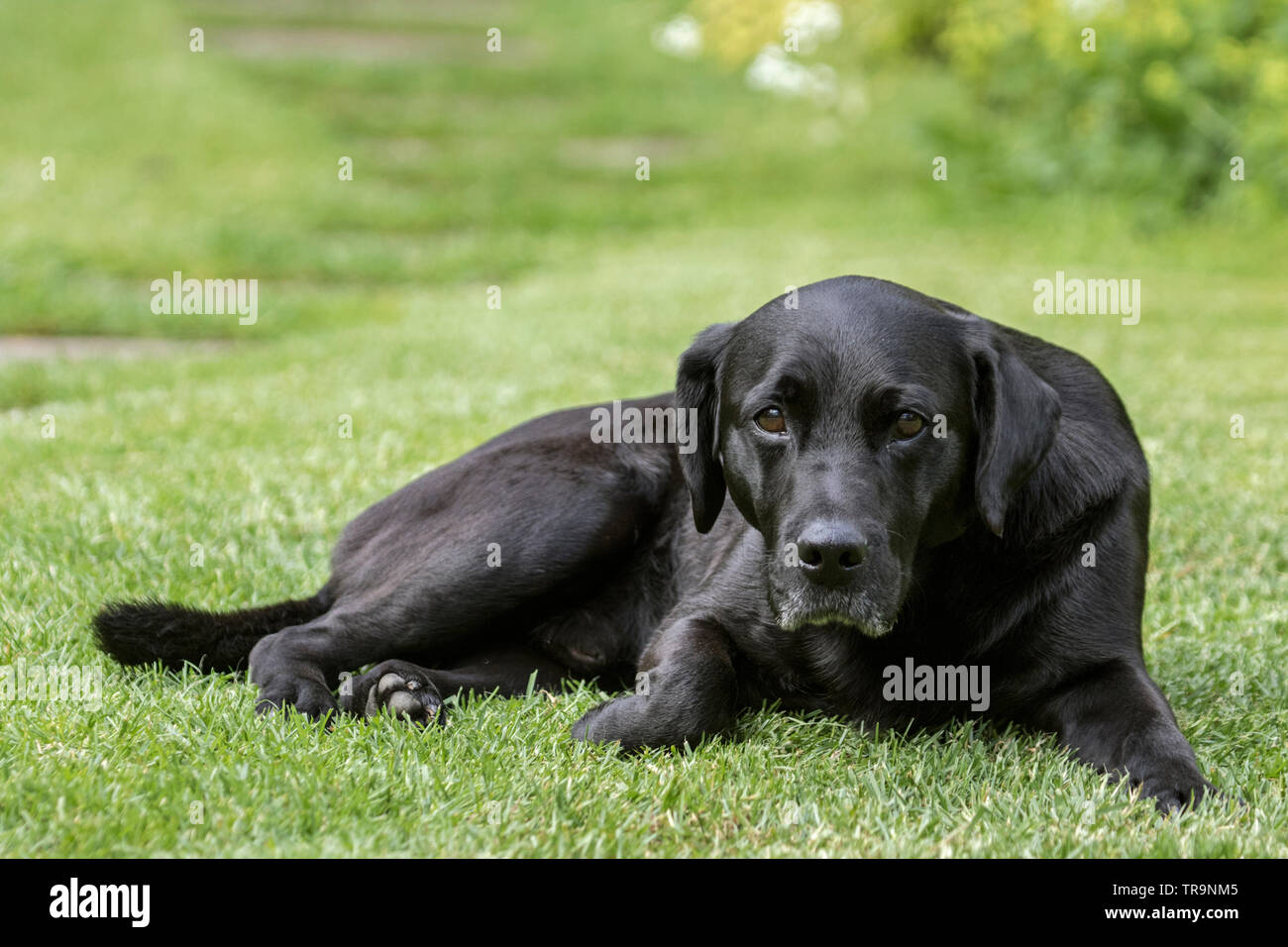 Il Labrador nero giacente in un giardino Foto Stock