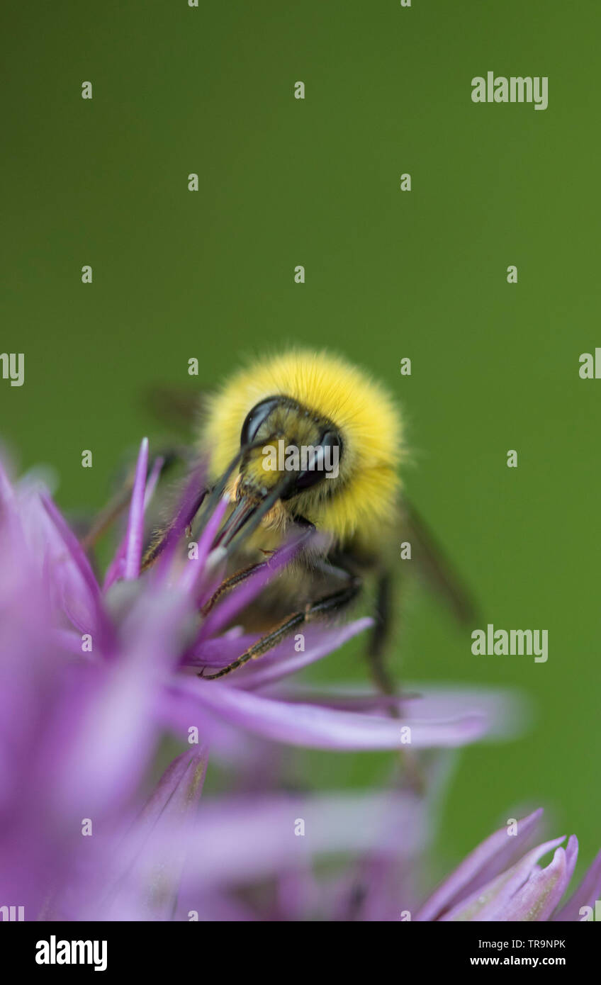 Bumble Bee su un Allium capolino, England, Regno Unito Foto Stock