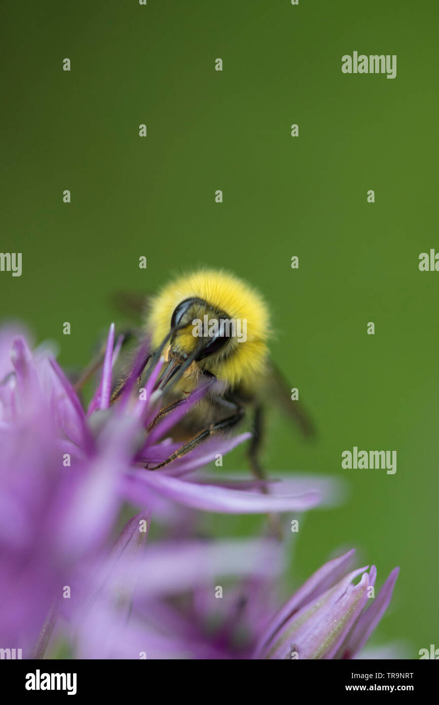 Bumble Bee su un Allium capolino, England, Regno Unito Foto Stock