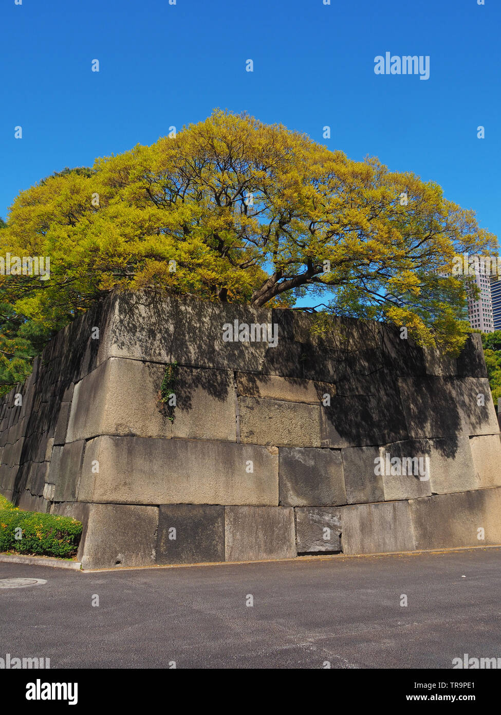 Un enorme muro di pietra all'ingresso del Giardino Imperiale Est a Tokio /Tokyo Giappone Kōkyo ; Higashi-gyoen Ninomaru; Giardino Foto Stock