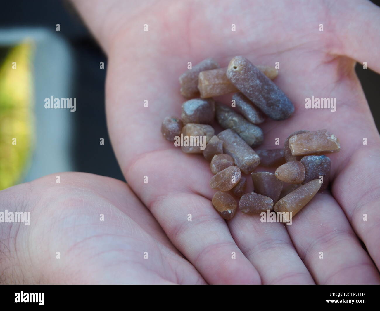 Aste di fosforo dal mar baltico beach Foto Stock