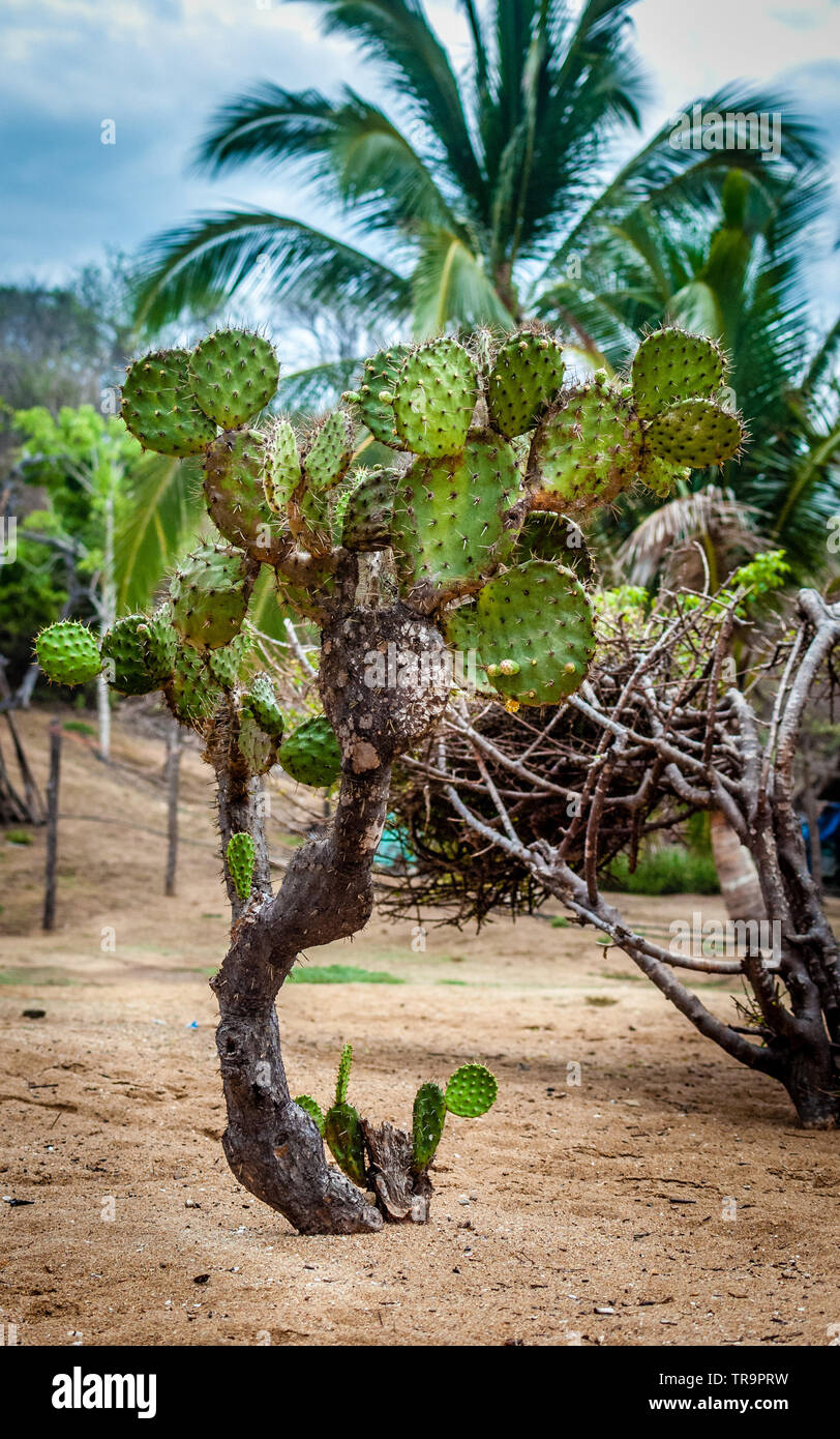 Big nopal cactus trovato dalla spiaggia con altre piante e cielo molto nuvoloso in background Foto Stock
