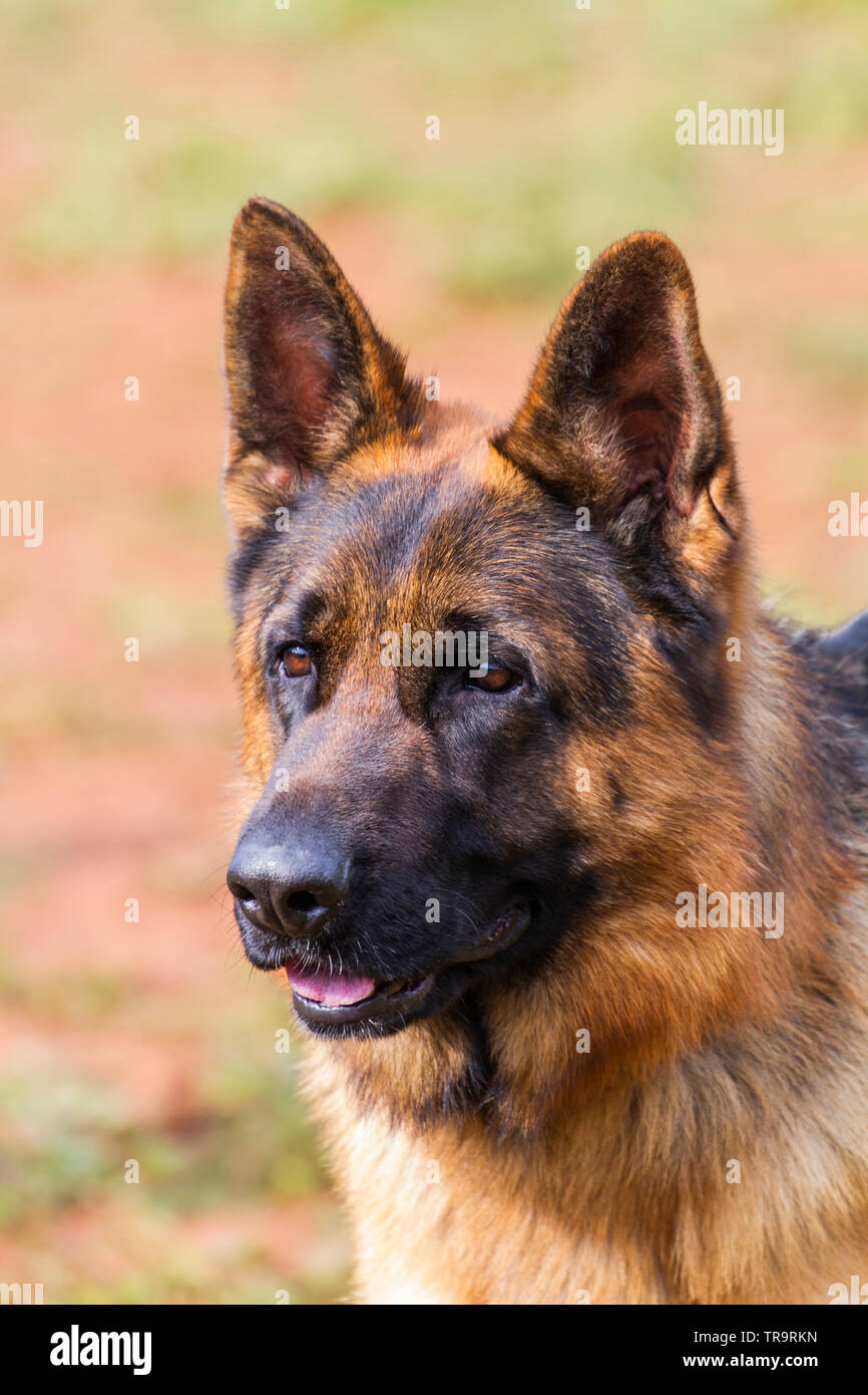 Bandiera americana K9, arte in metallo, cane poliziotto, cane militare, pastore tedesco, bandiera commemorativa, cane da lavoro militare, bandiera Bandiera americana K9, arte in metallo, cane poliziotto, cane militare, pastore tedesco, bandiera commemorativa, cane da lavoro militare, bandiera