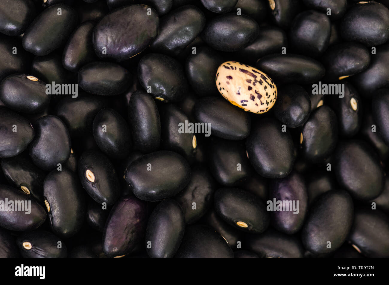 I fagioli neri con un unico, chiazzato bean. Concetto per alimenti, ingredienti,l'agricoltura, la differenza, solitudine, alterità. Spazio di copia Foto Stock