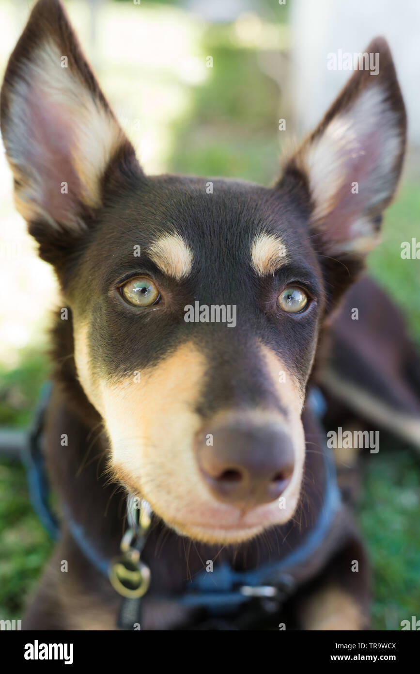 Close up di un australiano kelpie cucciolo con grandi orecchie Foto Stock