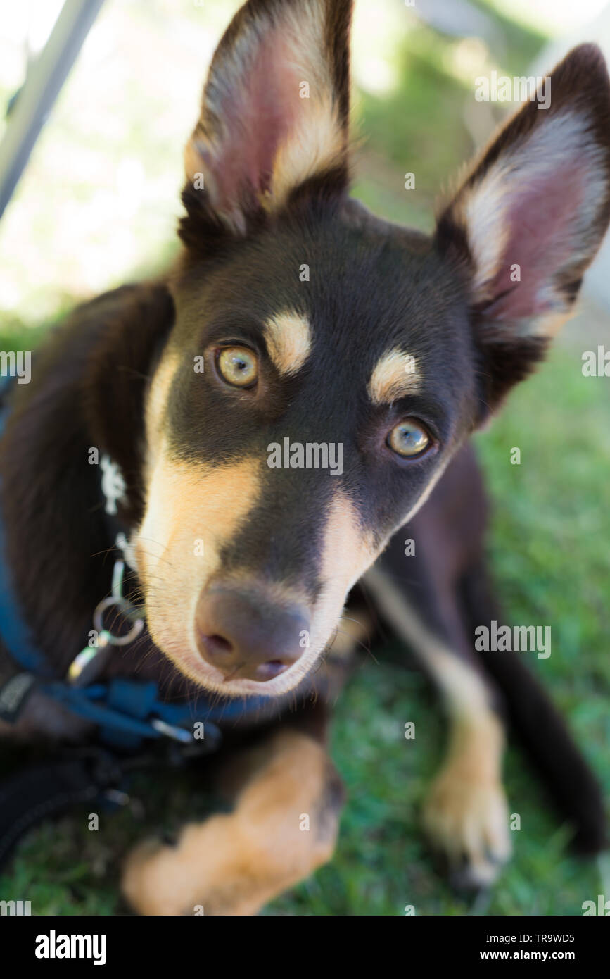 Australian kelpie cucciolo seduto alla ricerca Foto Stock