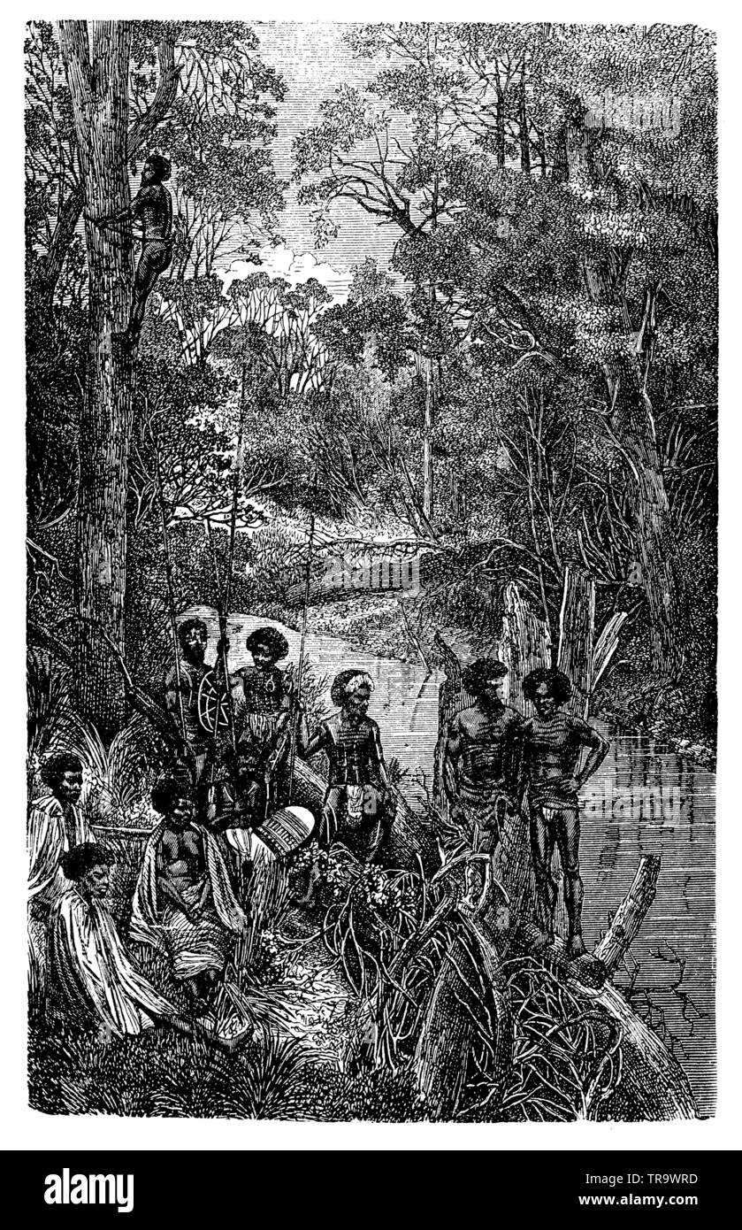 Australian nativi per arrampicarsi su un albero di eucalipto, , (Enciclopedia, 1893) Foto Stock