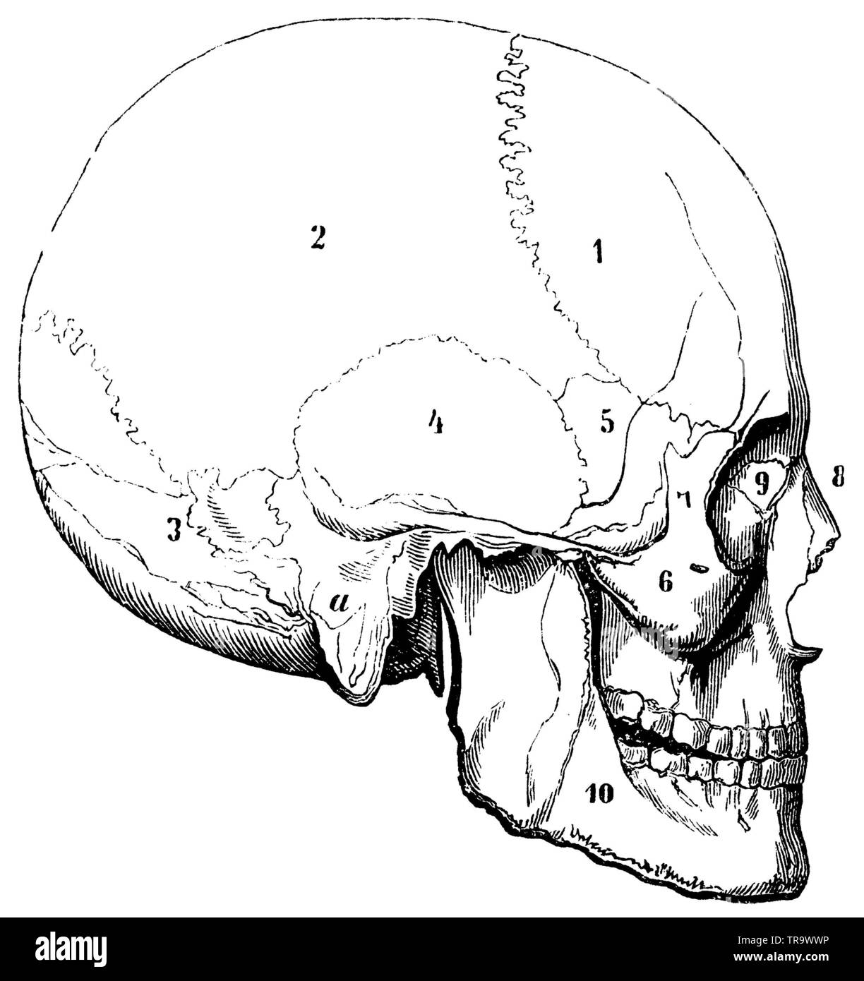 Cranio Ortognath (europeo). 1) Fronte osso, 2) osso parietale, 3) osso occipitale, 4) osso temporale, a) il suo processo di tettarella, 5) osso cuneiforme, 6) guancia osso, 7) ganascia superiore osso, 8) osso nasale, 9) Lacrum osso, 10) dell'osso mandibolare., , (Enciclopedia, 1893) Foto Stock