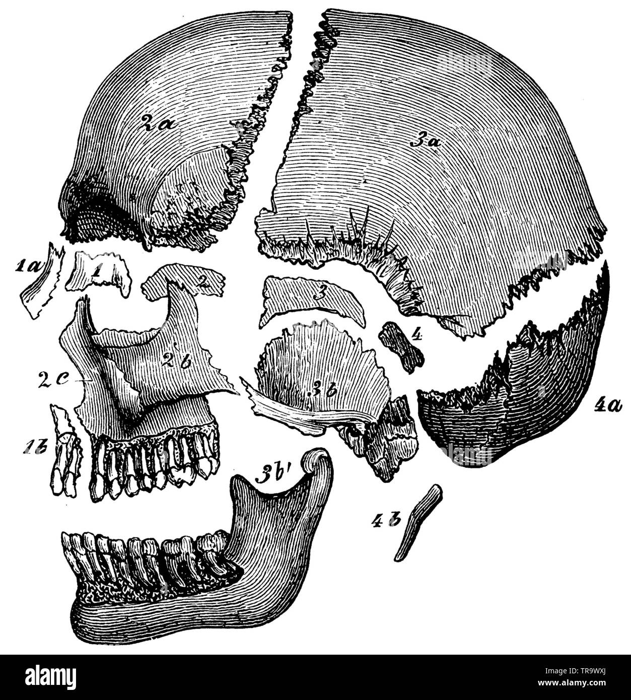 Cranio umano dal lato, le singole ossa separate le une dalle altre. I pezzi appartenenti ai quattro vertebre cranio sono contrassegnati 1-4. 1) sinusite etmoide osso, 1a) osso nasale, 1b) ganascia intermaxillary, 2) parte anteriore di osso cuneiforme, 2a) Fronte osso, 2b) osso zigomatico, 2c) ganascia superiore, 3) della parte posteriore dell'osso cuneiforme, 3a) osso parietale, 3b) osso temporale, 3b') mandibola, 4 e 4 a) osso occipitale, 4b) hyoid osso, , (Enciclopedia, 1893) Foto Stock