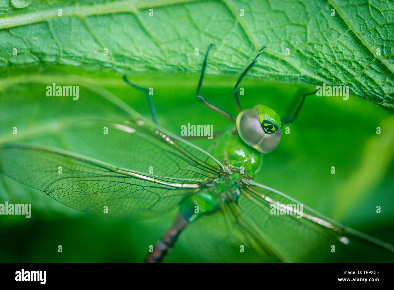 MACRO SHOT di libellula sulla lamina Foto Stock