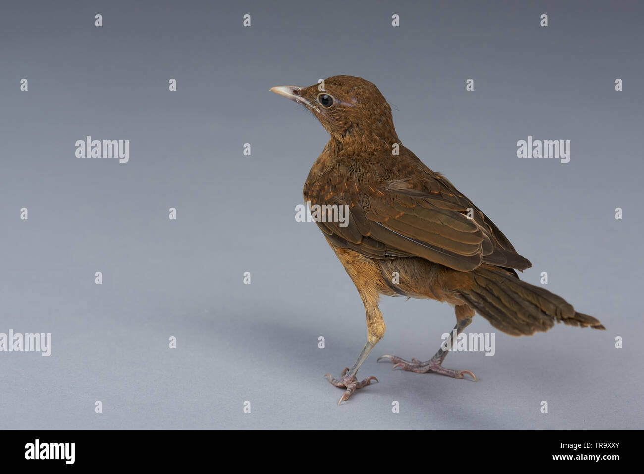 Brown bird vista posteriore isolato su sfondo grigio Foto Stock
