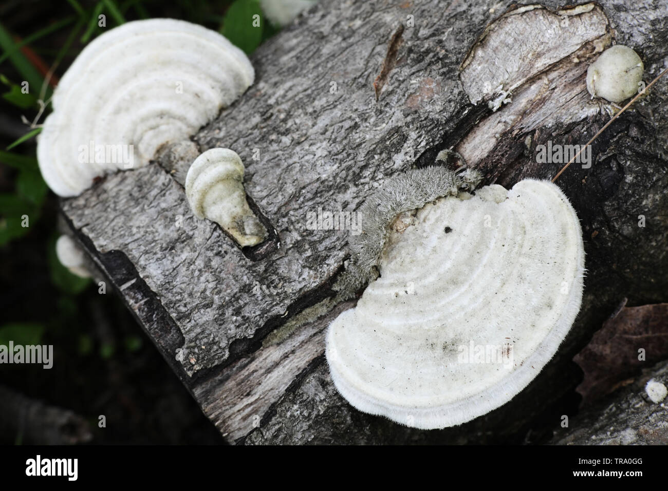 Trametes pubescens, una coda turchia fungo comunemente denominato Hairy fungo della staffa Foto Stock