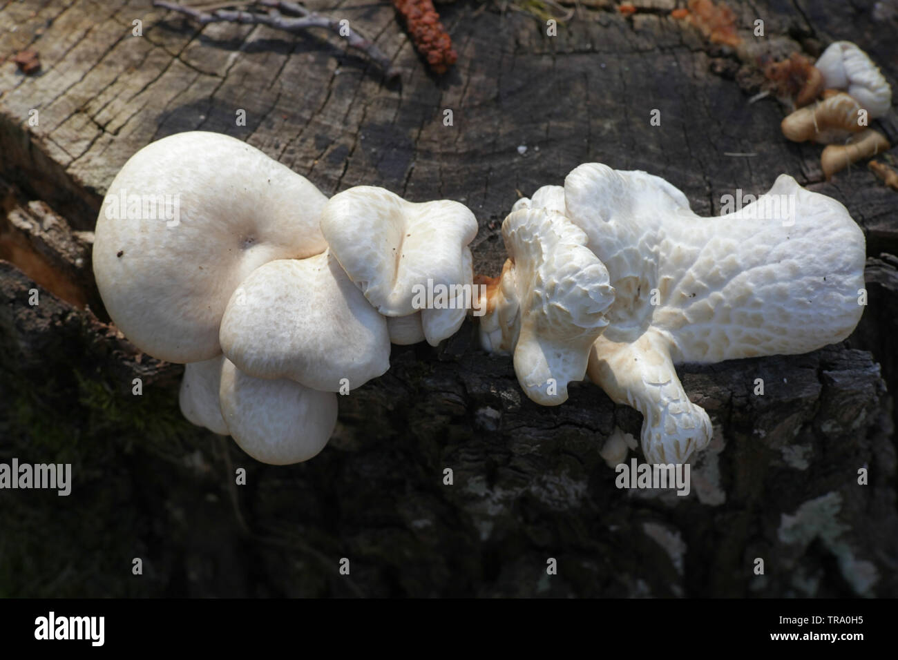 Neolentinus lepideus, noto come scagliose lentinus e treno wrecker fungo Foto Stock