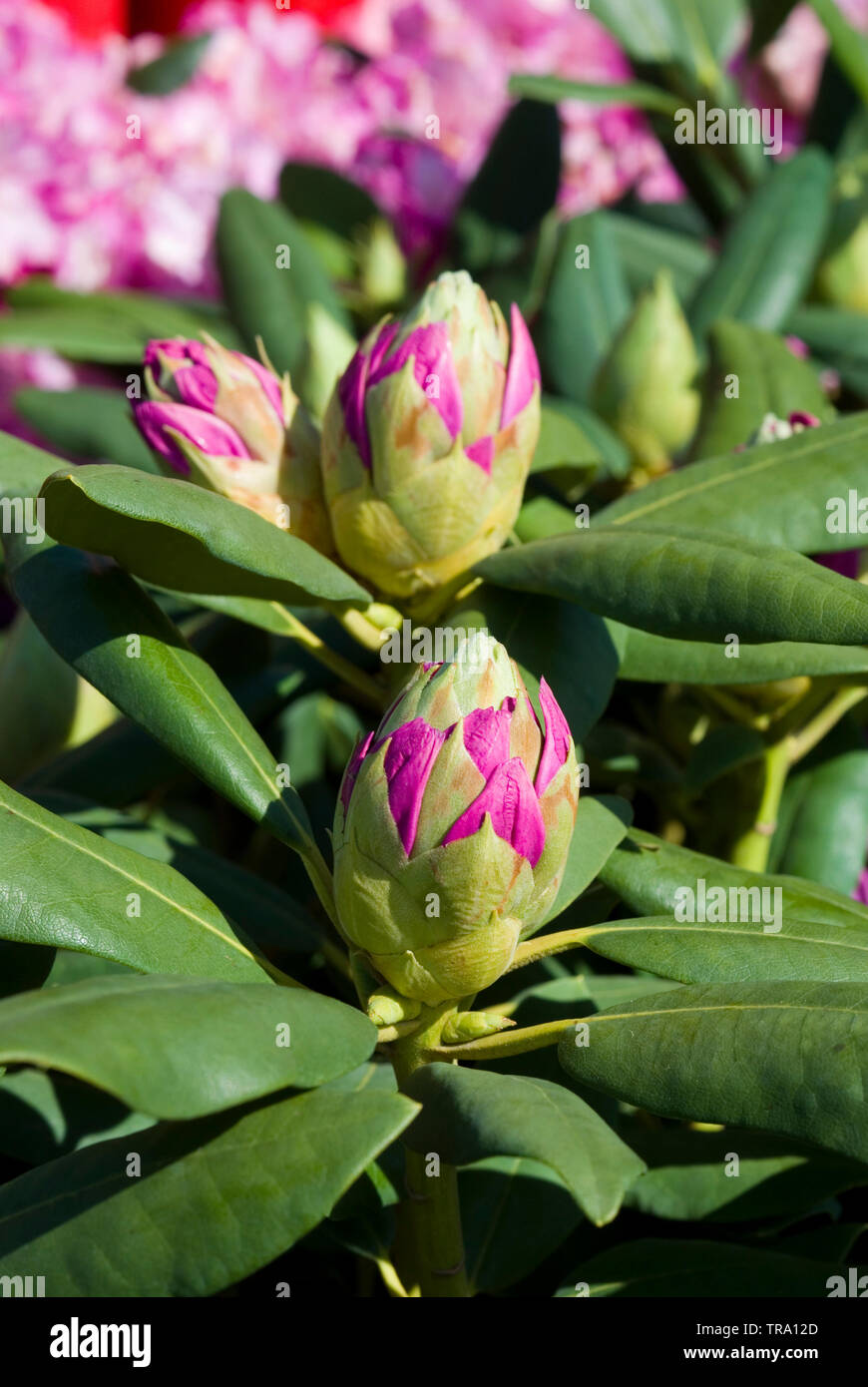 Rhododendron 'Rosa viola sogno" Foto Stock