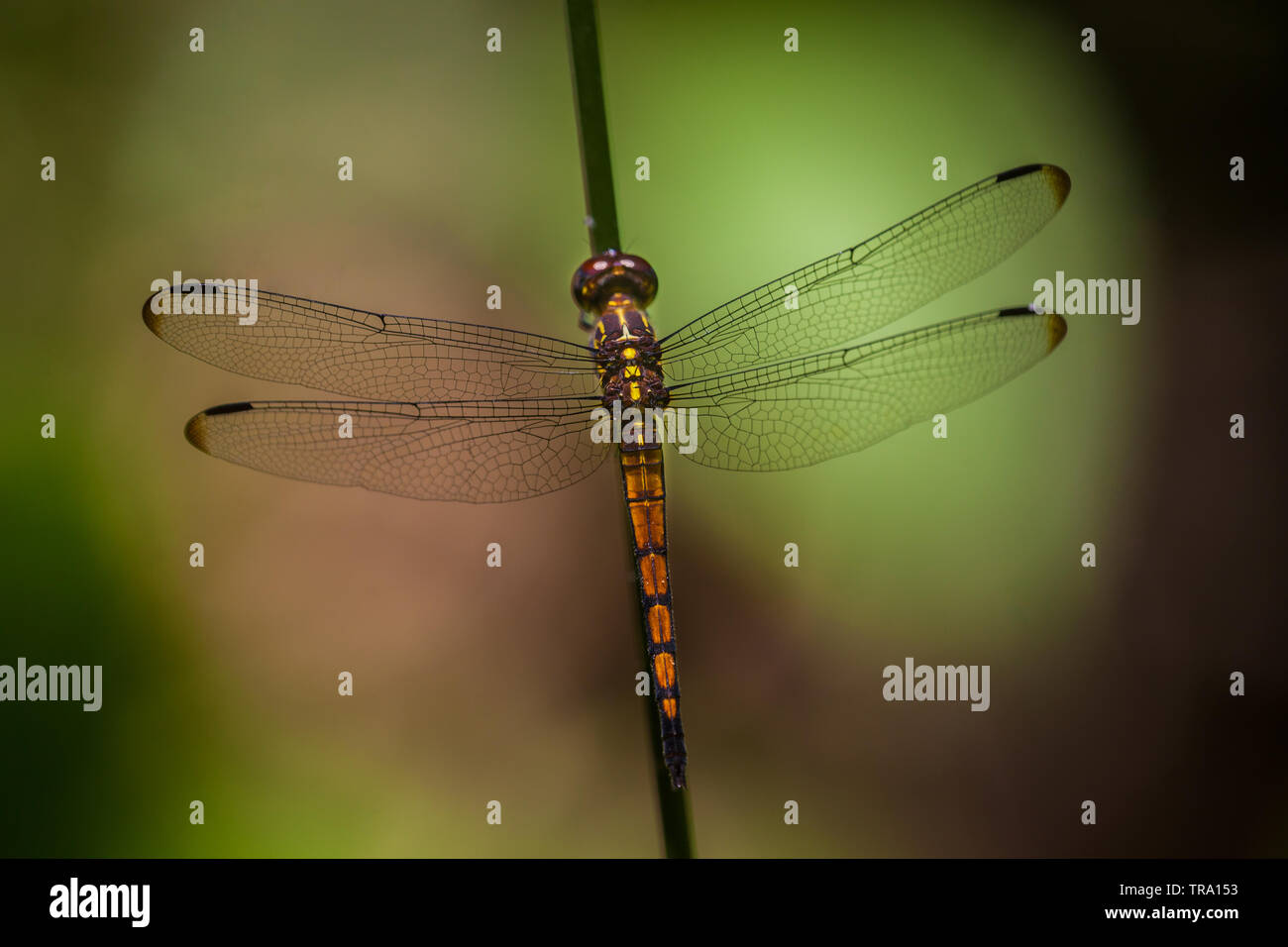 Bellissima dragonfly appollaiato su un ramo nella foresta pluviale del Parco nazionale di Soberania, Repubblica di Panama. Foto Stock
