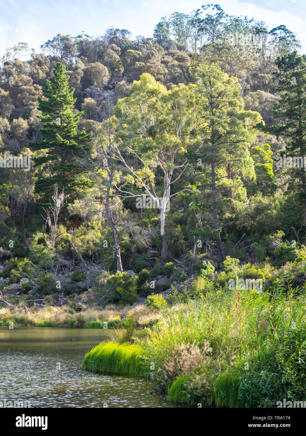 Primo bacino in Cataract Gorge, nella sezione inferiore del South Esk a Launceston, Tasmania, Australia. Foto Stock