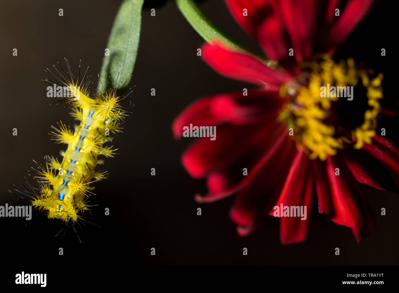 Maestoso e tossico Setora nitens Slug Caterpillar. La spinosa coperti e debolmente tossici o velenosi Setora nitens Slug Caterpillar aggrappato a un Zinnia Foto Stock