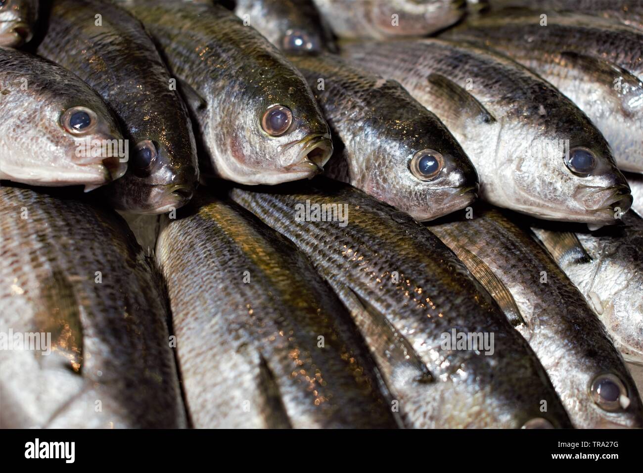 Pesce fresco al mercato del pesce di Tsukiji nel centro di Tokyo, Giappone Foto Stock