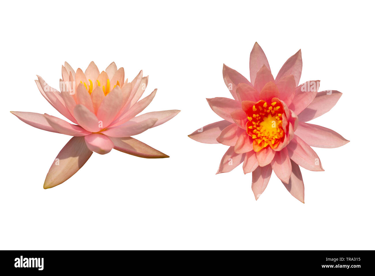 Pink lotus isolare immagine e sfondo bianco, Foto Stock