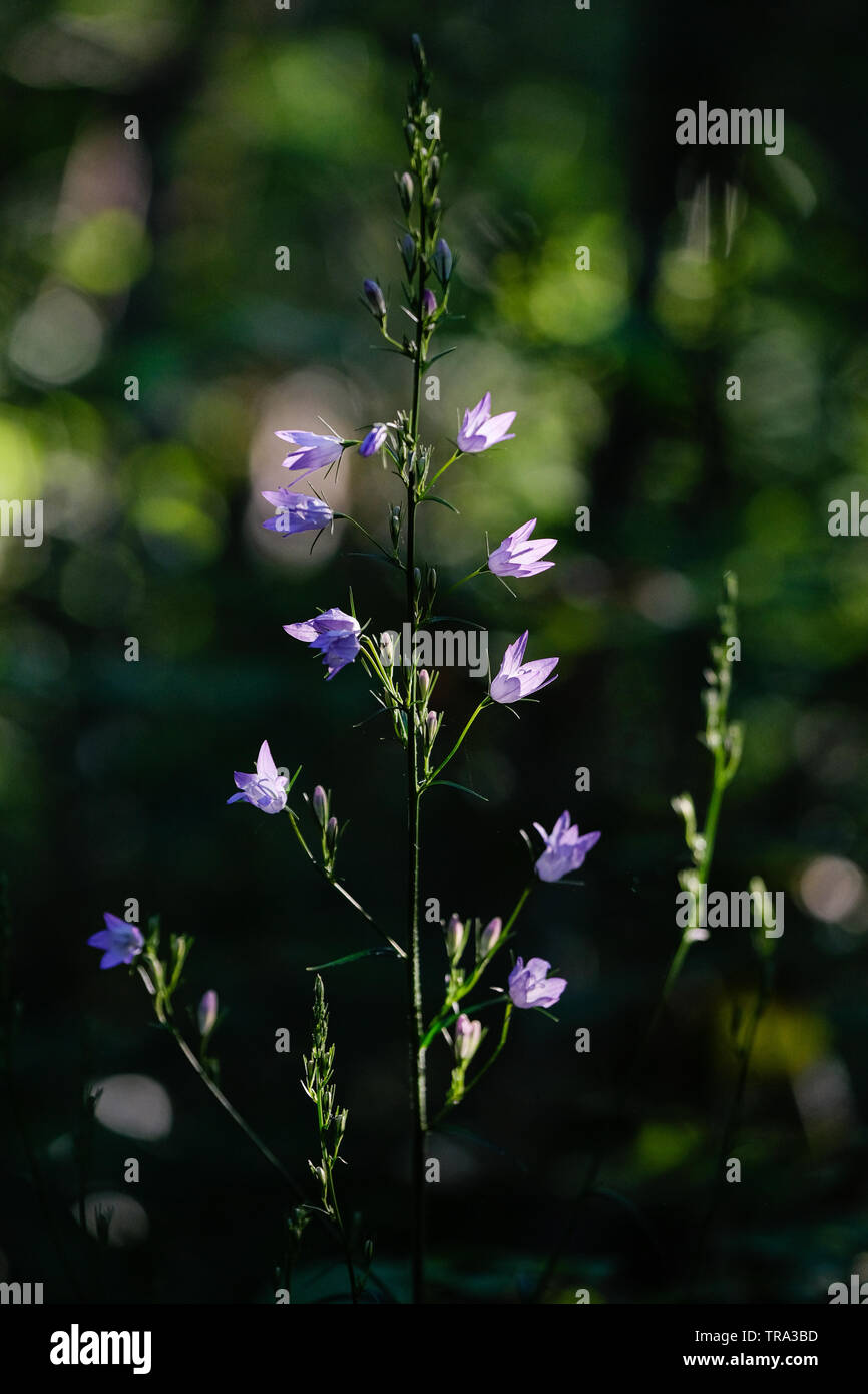 Campanule in legno Foto Stock