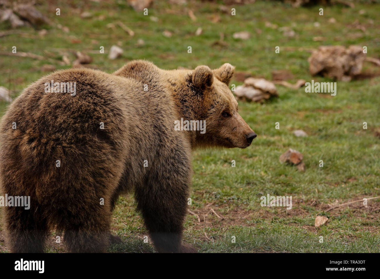 Orso europeo (Ursus arctos) mangiare cibo, nel villaggio di Kutarevo, vicino Gospic, Croazia. Sab. aprile, 4, 2015 Foto Stock