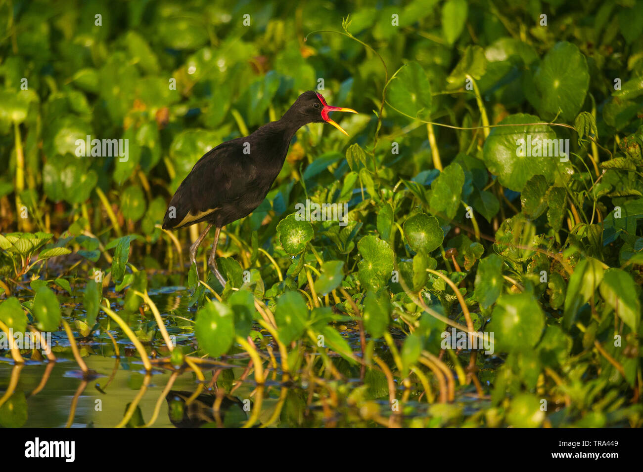 Un Wattled Jacana, Jacana jacana, sulla vegetazione abbondante di Rio Chagres, parco nazionale di Soberania, Repubblica di Panama. Foto Stock